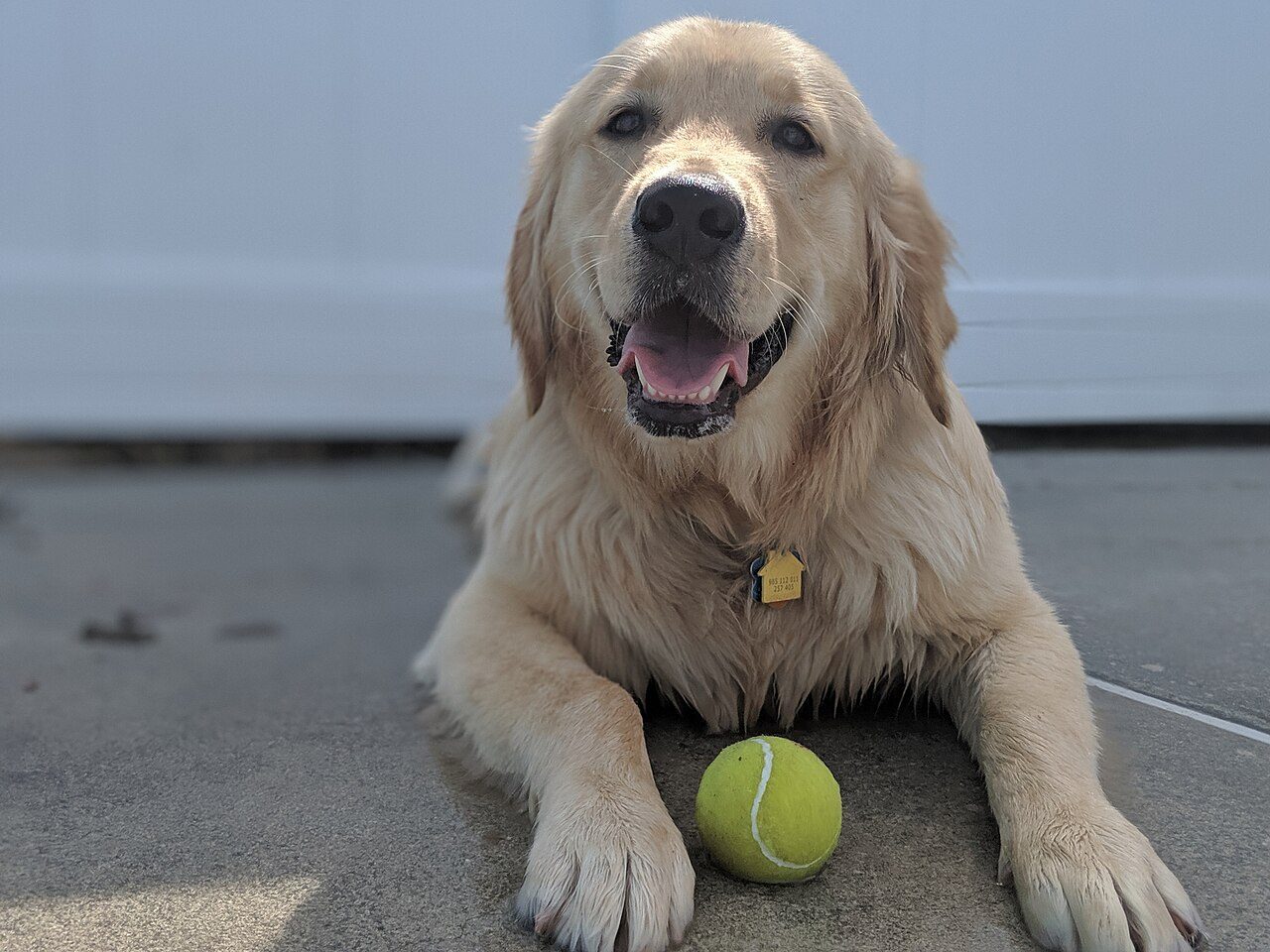 Golden retriever deitado, de boca aberta e sorrindo, com uma bola de tênis entre as patas