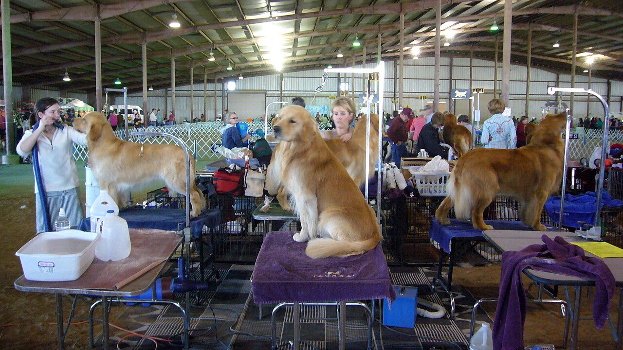 Golden retrievers sobre mesas de tosa, sendo escovados e secos por tosadoras antes de uma exposição