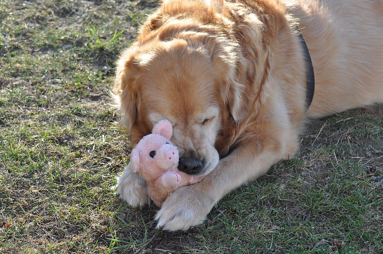 Golden retriever deitado na grama, com o focinho encostado numa pelúcia de porquinho rosa entre as patas