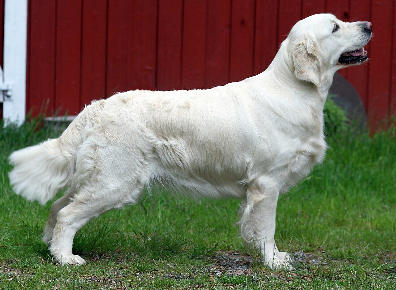 Golden retriever adulto de perfil e de corpo inteiro, em pé na grama