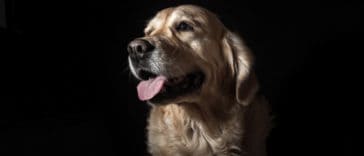 quiz-do-golden-retriever