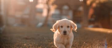 capa-comando-vem-golden-retriever