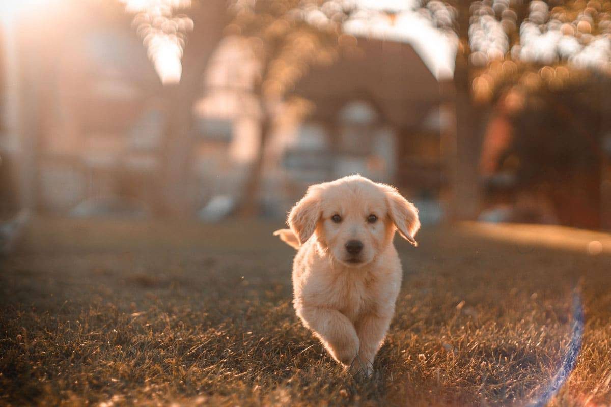 Golden Retriever vs Labrador Retriever