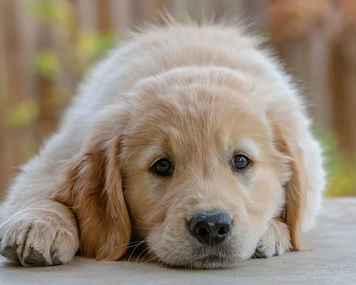 8 Avisos Para Futuros Donos de Filhote de Golden Retriever