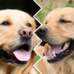 capa-golden-retriever-vs-labrador-retriever