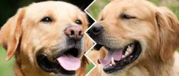 capa-golden-retriever-vs-labrador-retriever