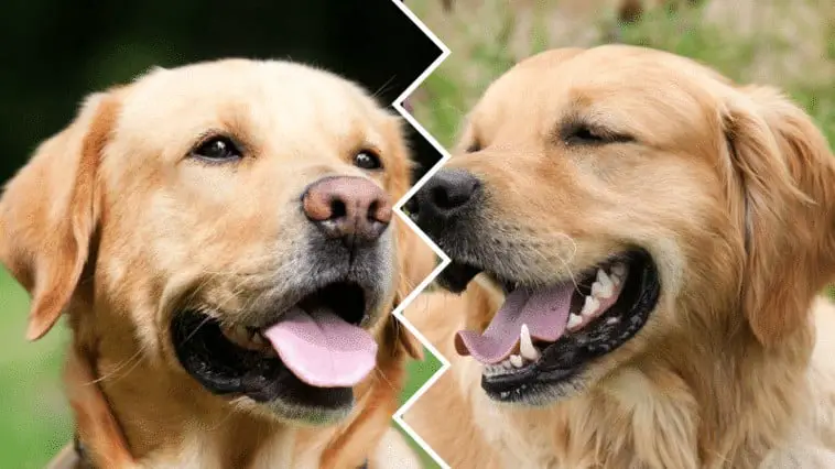 capa-golden-retriever-vs-labrador-retriever