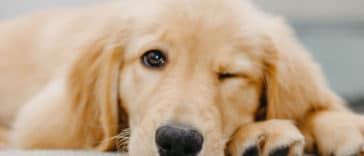 capa-golden-retrievers-sao-inteligentes