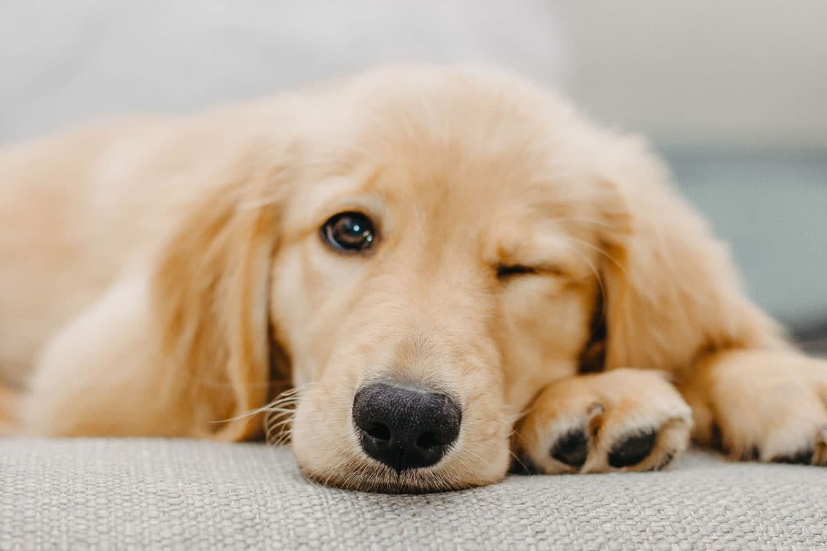 Filhote de golden retriever deitado no sofá, piscando um olho para a câmera