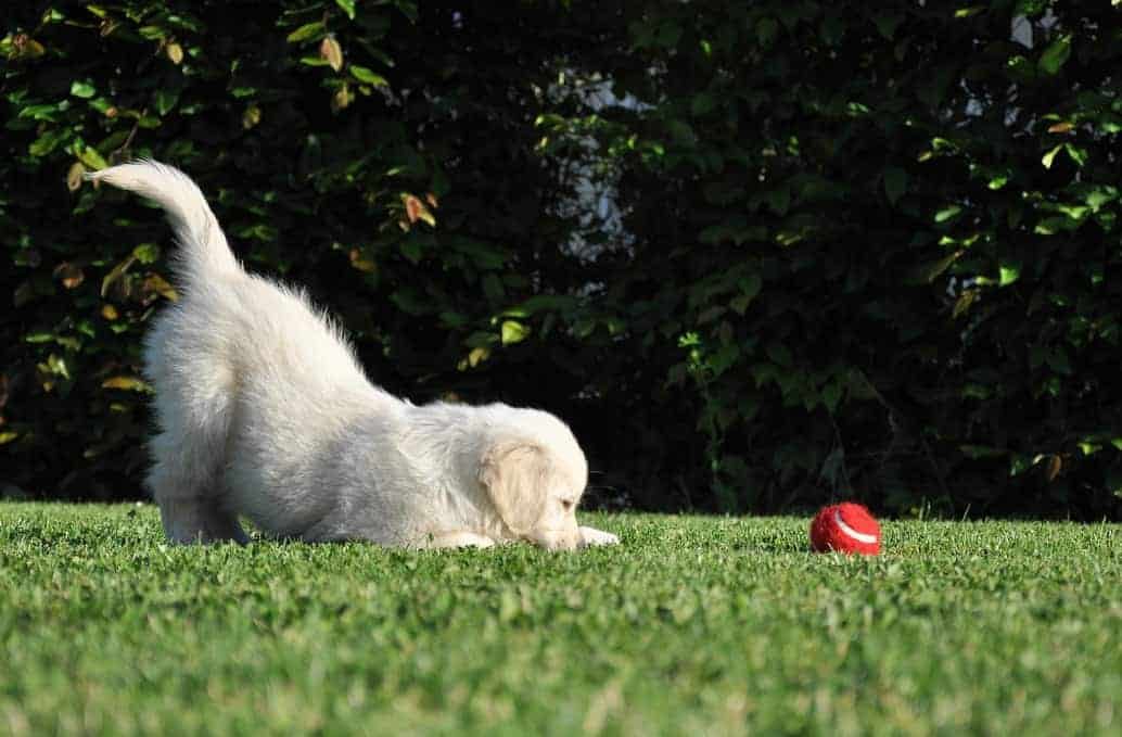 Filhote de golden retriever creme abaixado na grama, pronto para pegar uma bola vermelha