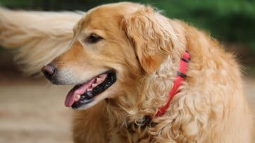 expectativa-de-vida-do-golden-retriever