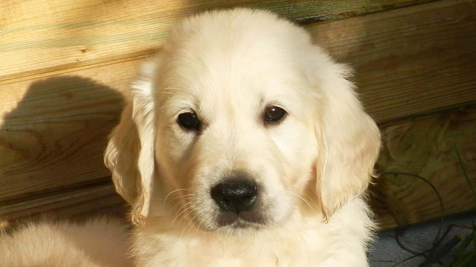 filhote de golden retriever