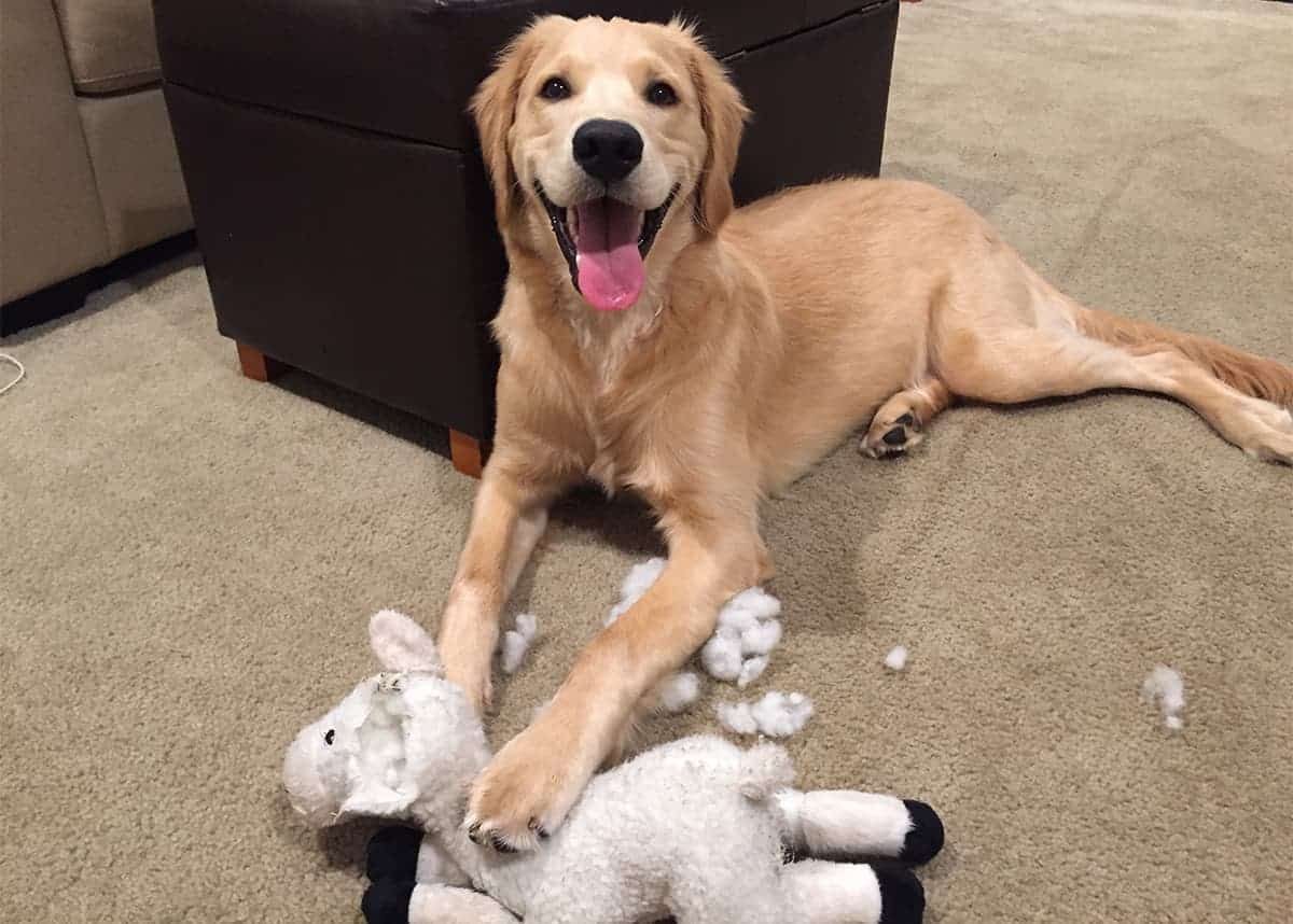 Filhote de golden retriever deitado no tapete ao lado de um bicho de pelúcia destruído