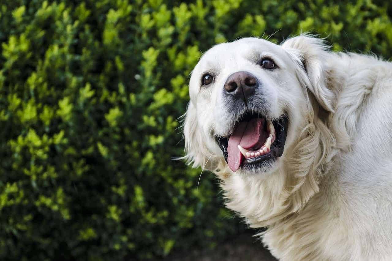 golden retrievers sao inteligentes