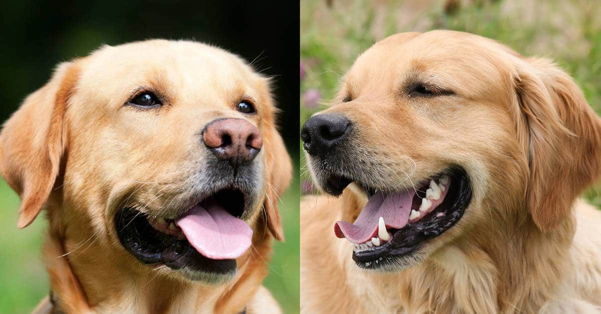 goldens retriever vs labrador