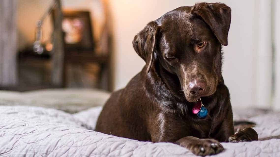 goldens retriever vs labrador