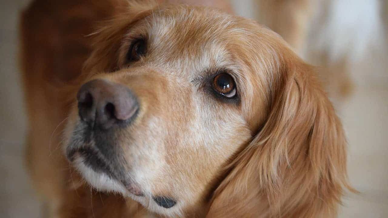 goldens retriever vs labrador
