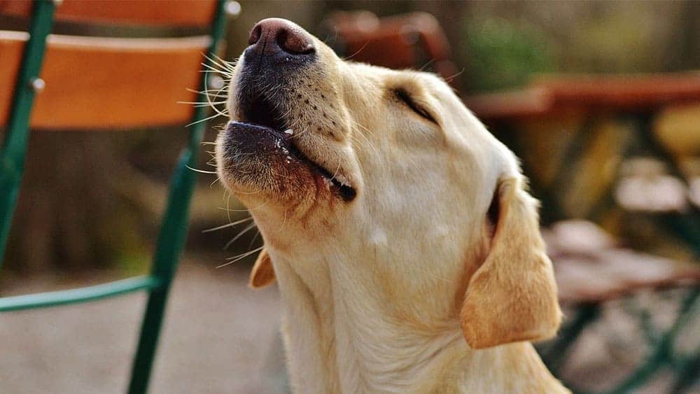 goldens-retriever-vs-labrador-