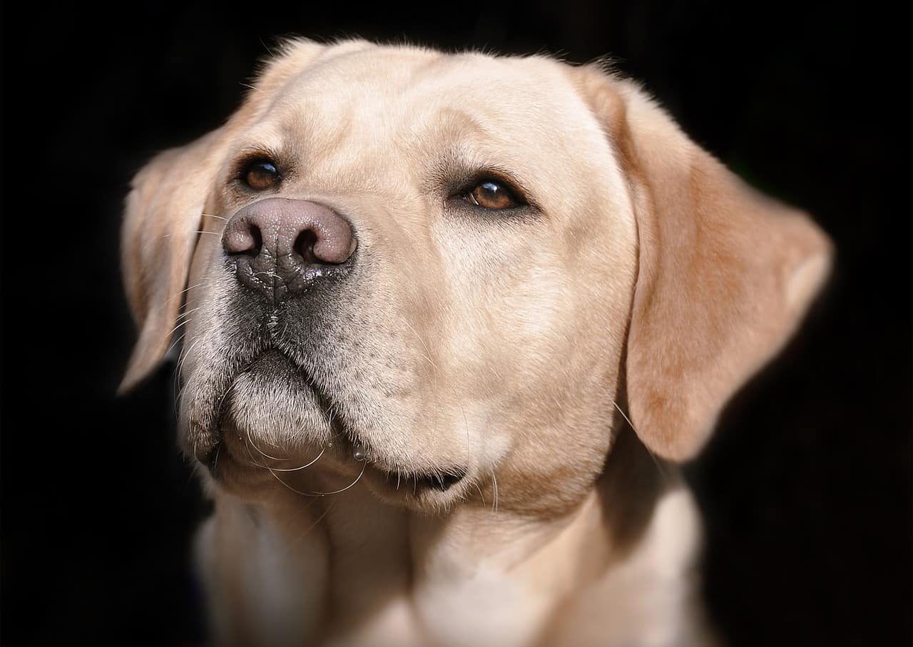 goldens retriever vs labrador