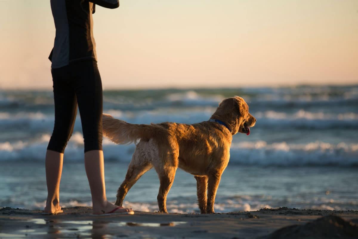 Queda de Pelo do Golden Retriever