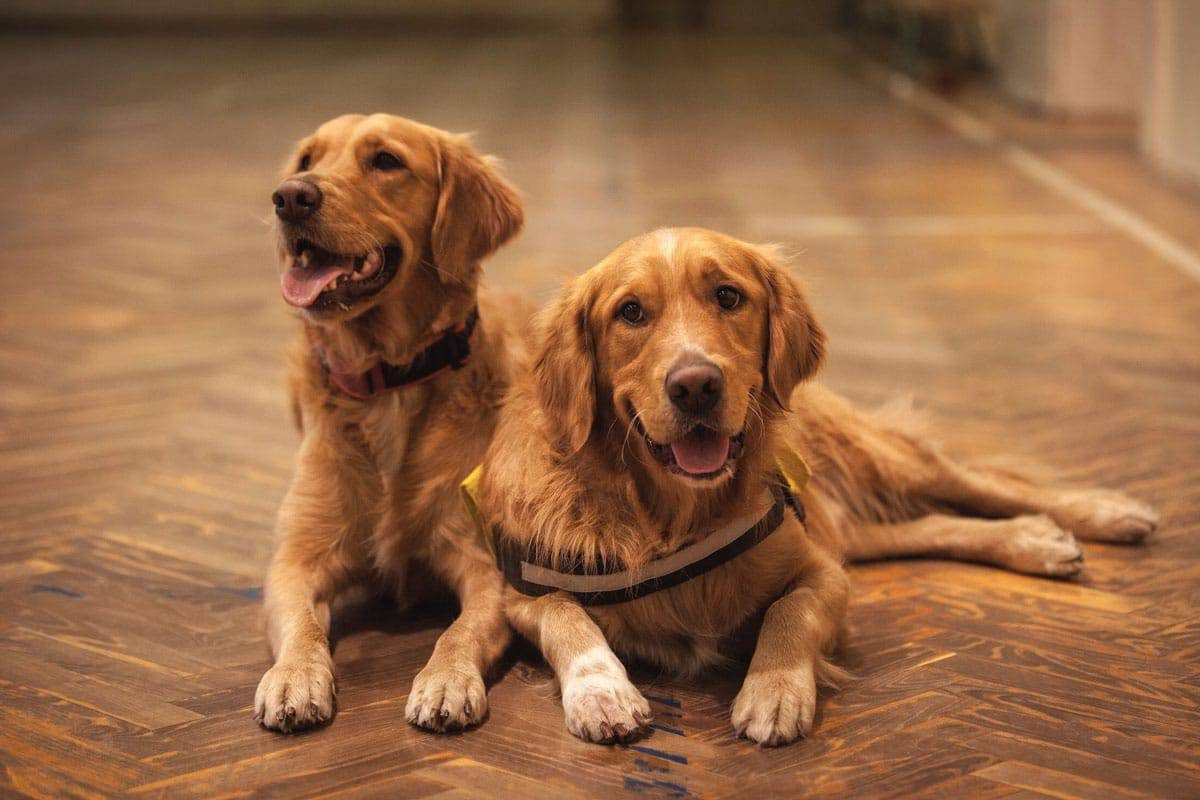 Queda de Pelo do Golden Retriever