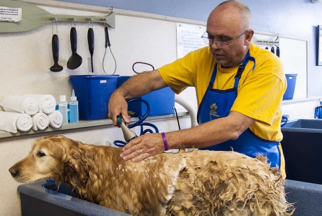 Queda de Pelo do Golden Retriever