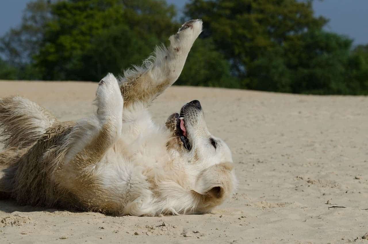 Queda de Pelo do Golden Retriever