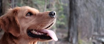 capa-fatos-do-golden-retriever