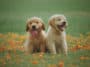 filhote-de-golden-retriever-
