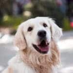golden-retriever-english-cream-3