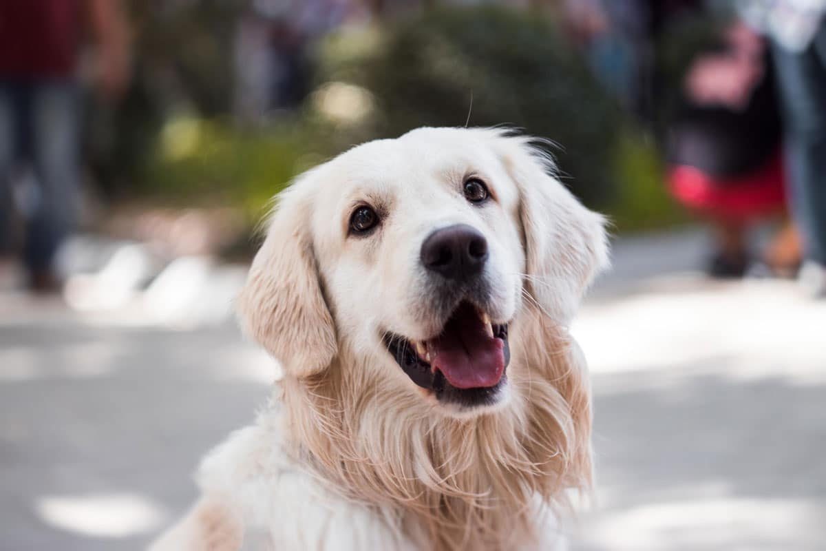 Golden retriever English Cream de pelagem bem clara sorrindo, numa rua movimentada