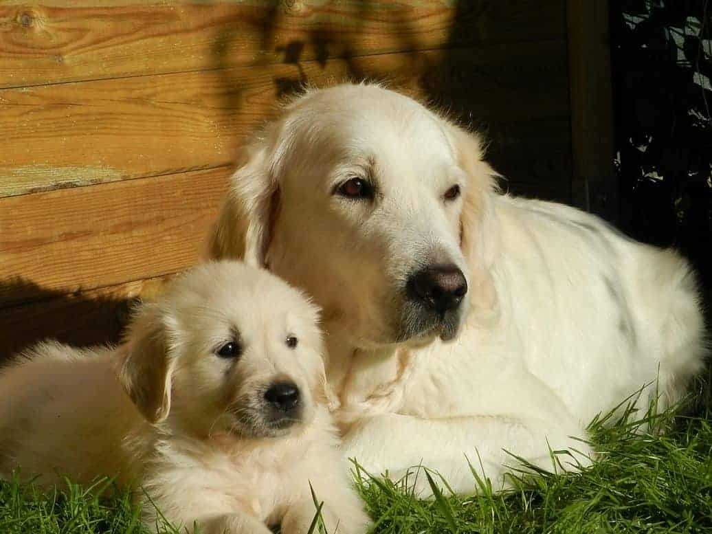 Golden retriever English Cream adulto deitado na grama ao lado de um filhote de pelagem creme