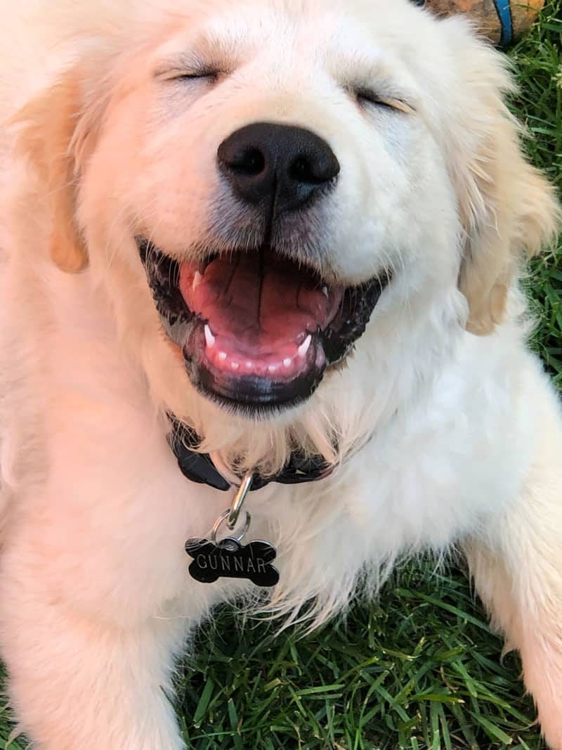 golden retriever english cream