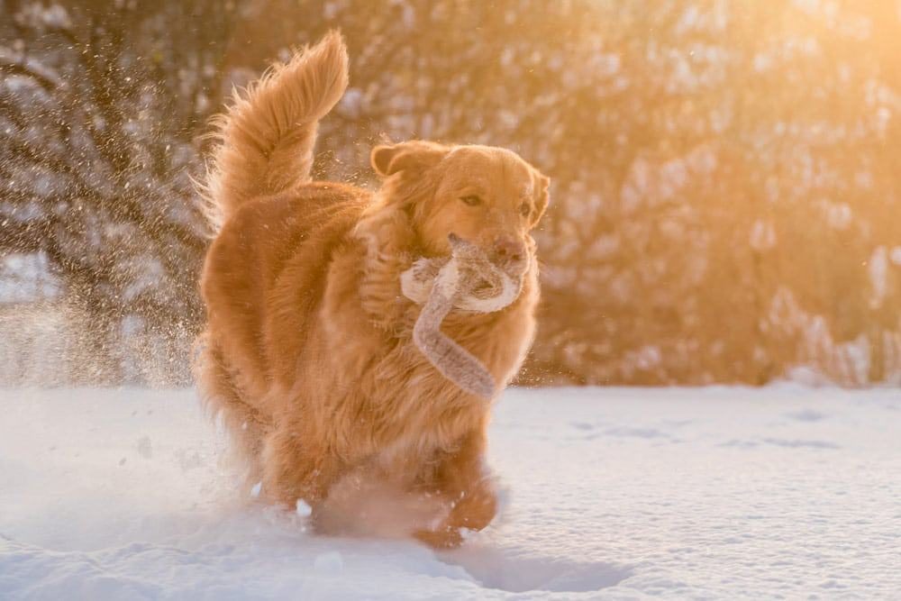golden-retriever-preço