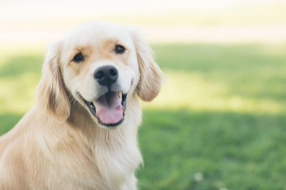 golden-retriever-preço