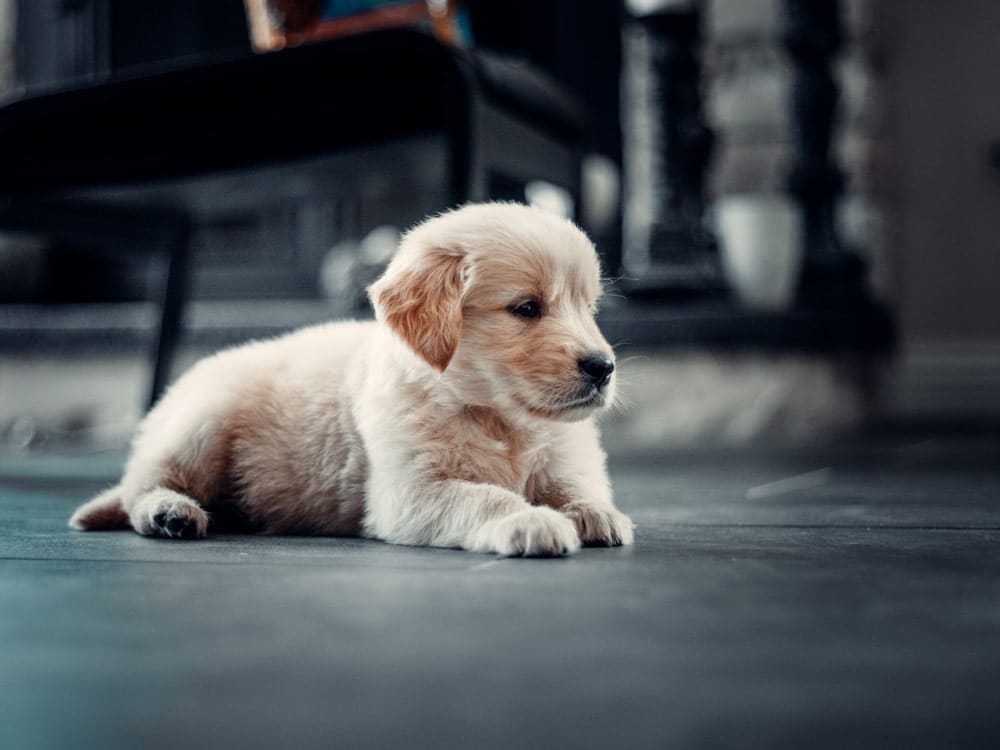 golden-retriever-preço