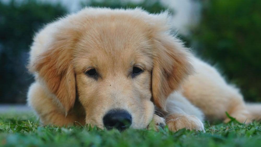 quanto custa um golden retriever