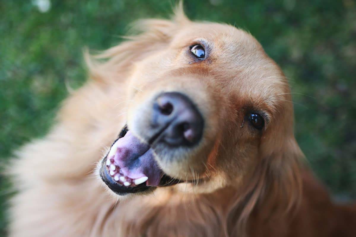 golden-retriever-preço