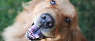 golden-retriever-preço