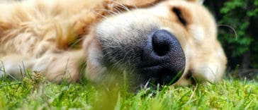 problemas-de-saude-do-golden-retriever-capa