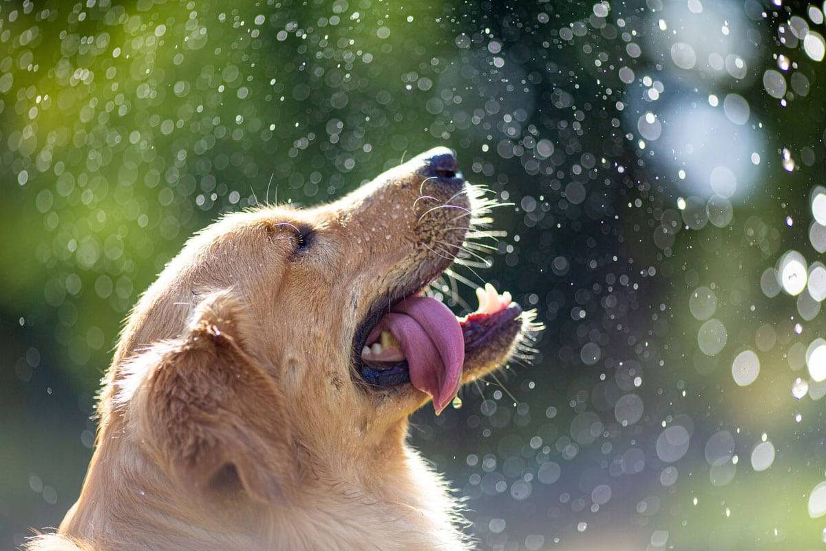 temperamento-do-golden-retriever-