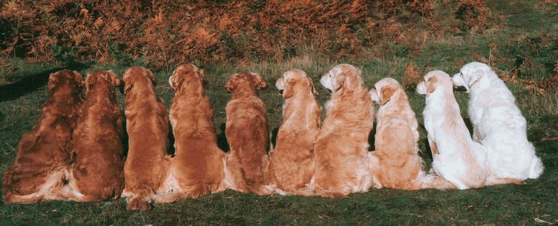 tipos de golden retriever