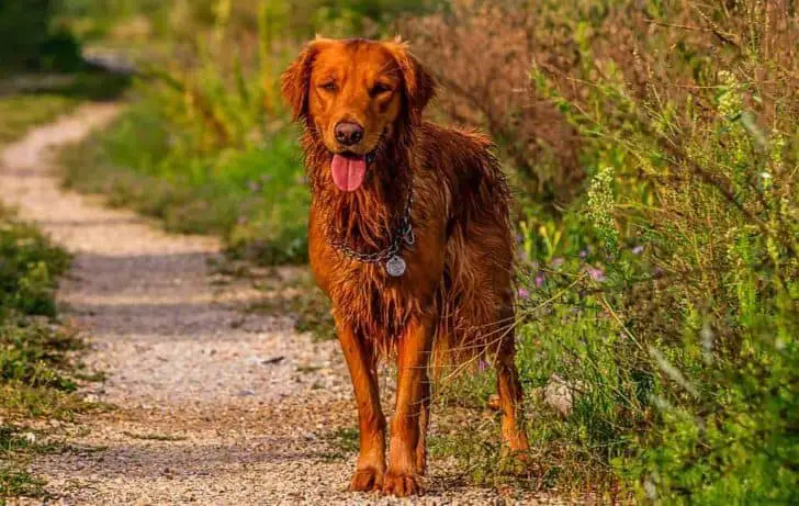 6 Tipos De Golden Retriever (Com Fotos) - O GOLDEN RETRIEVER