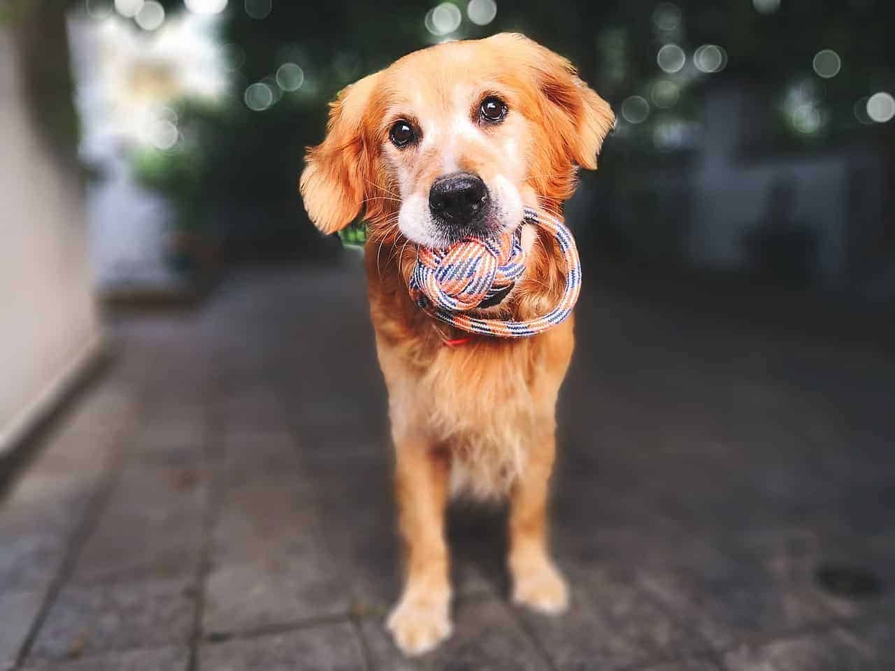 tipos de golden retriever mini
