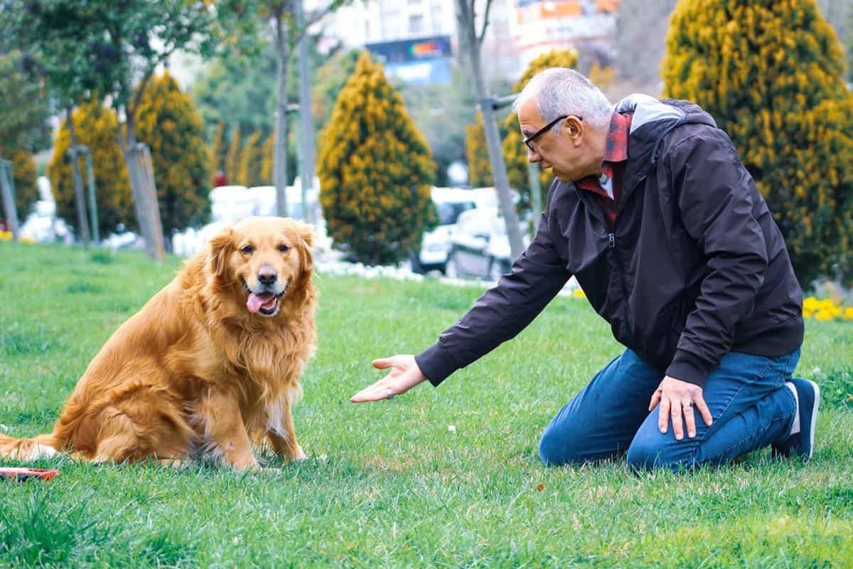 Homem ajoelhado na grama estendendo a mão para um golden retriever adulto sentado no parque