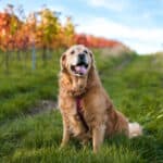 pros-e-contras-do-golden-retriever