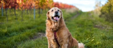 pros-e-contras-do-golden-retriever