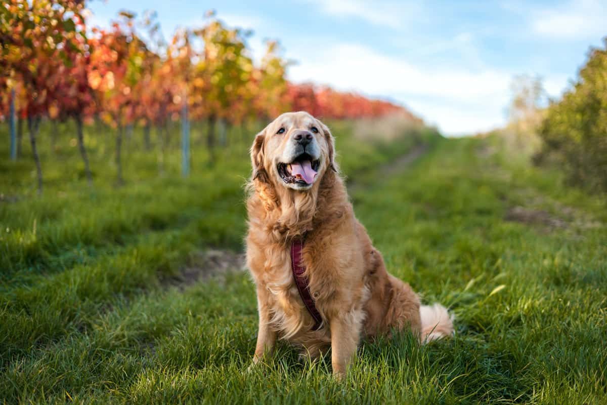 pros e contras do golden retriever