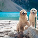 golden-retriever-macho-vs-femea