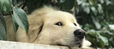 limpar-as-orelhas-do-cachorro-golden-retriever